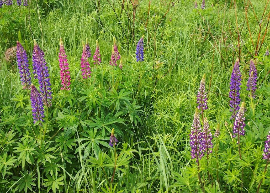 Изображение особи Lupinus &times; regalis.