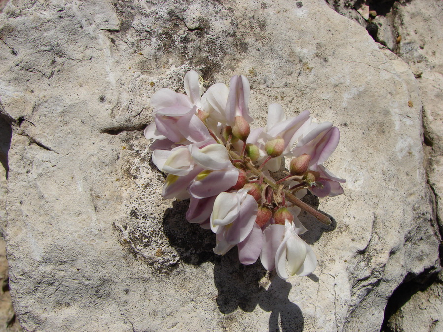 Image of genus Robinia specimen.