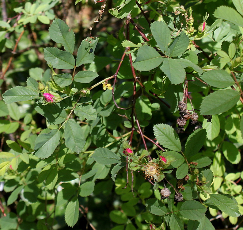 Image of Rosa gymnocarpa specimen.