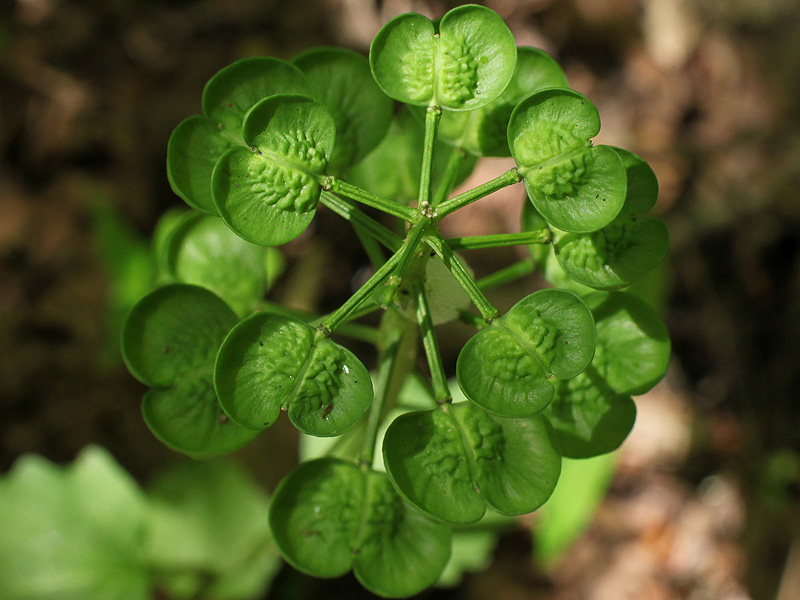 Изображение особи Pachyphragma macrophyllum.