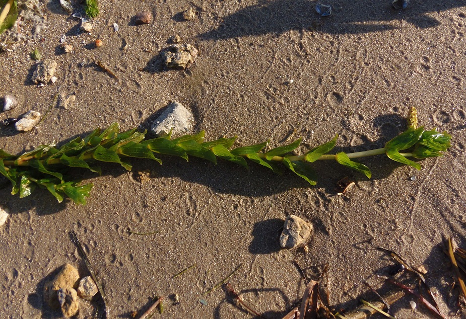 Изображение особи Potamogeton perfoliatus.