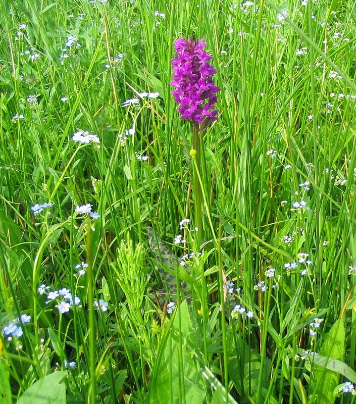 Изображение особи Dactylorhiza majalis.