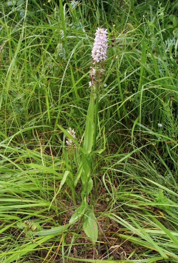 Изображение особи Dactylorhiza × kerneriorum.
