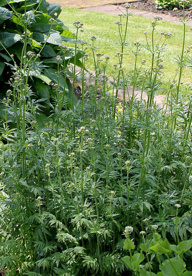 Изображение особи Valeriana sambucifolia.