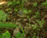 Muhlenbergia japonica. Соцветие. Приморский край, окр. г. Находка, обочина дороги. 26.08.2013.