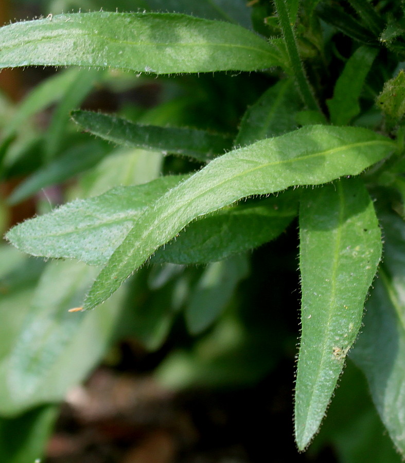 Image of Salpiglossis sinuata specimen.