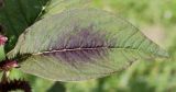 Amaranthus tricolor