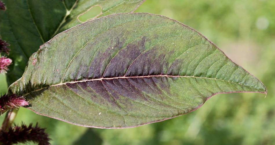 Изображение особи Amaranthus tricolor.