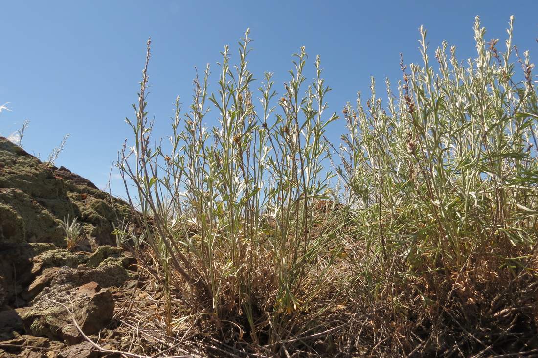 Изображение особи Artemisia juncea.