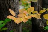 Sorbus alnifolia. Листья в осенней окраске. Приморский край, окр. Владивостока, широколиственный лес. 01.10.2013.