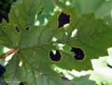 Acer pseudoplatanus