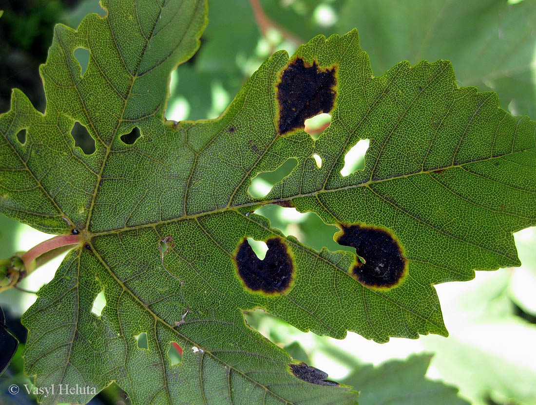 Image of Acer pseudoplatanus specimen.