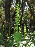 Gennaria diphylla