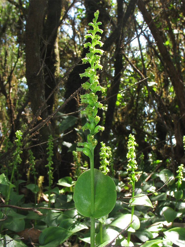 Image of Gennaria diphylla specimen.