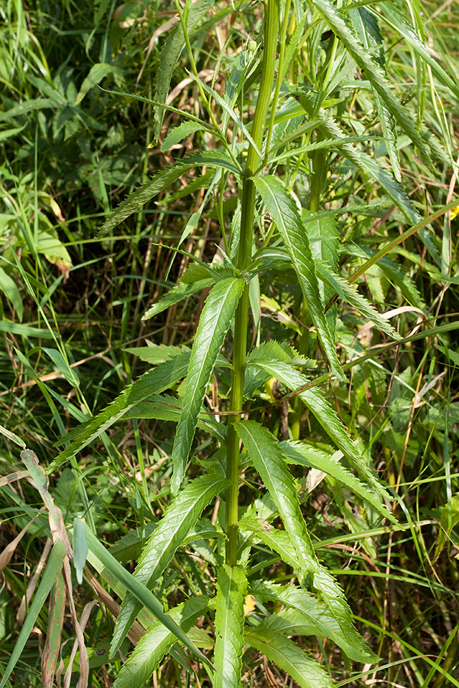 Image of Senecio paludosus specimen.