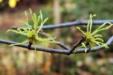 Hamamelis virginiana. Соцветия. Узбекистан, г. Ташкент, Ботанический сад им. Ф.Н. Русанова. 09.11.2013.