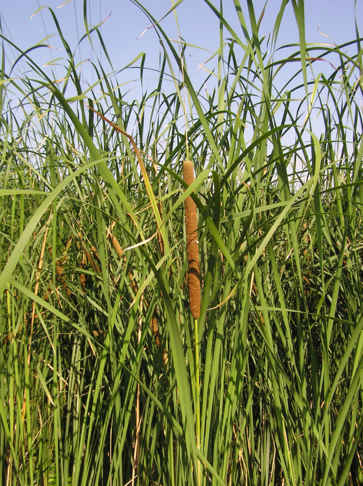 Image of Typha angustifolia specimen.