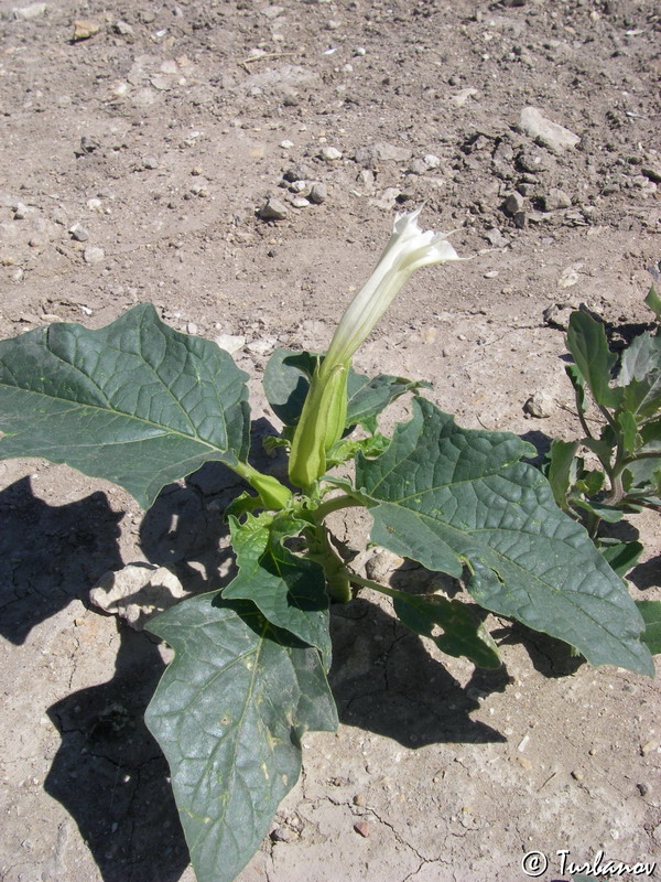 Image of Datura stramonium specimen.