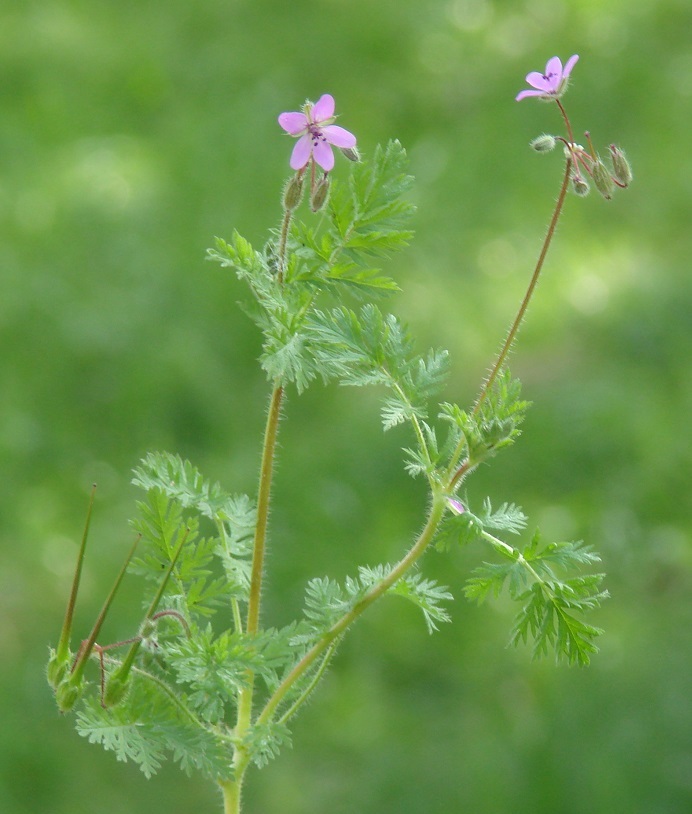 Изображение особи Erodium cicutarium.