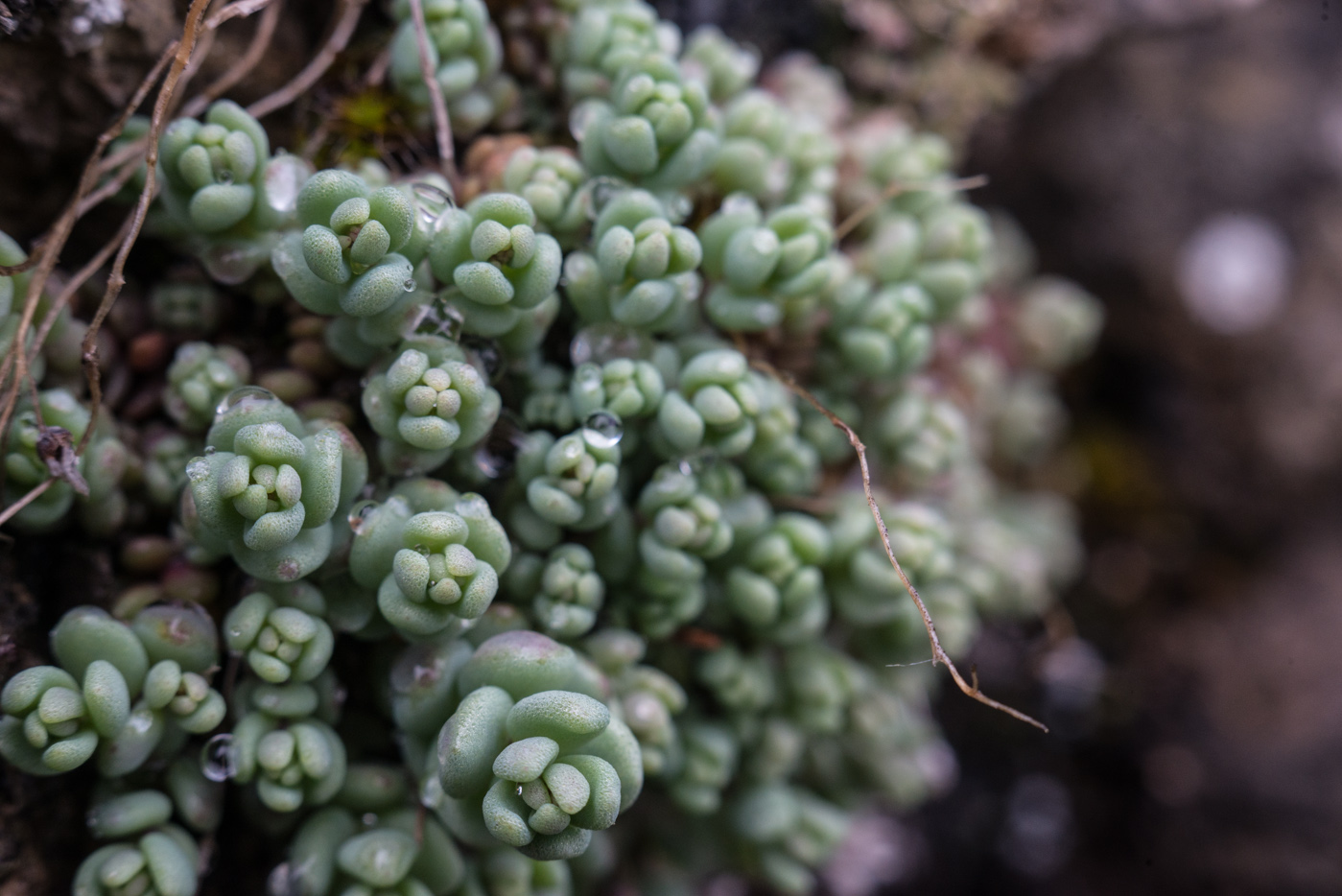 Изображение особи род Sedum.