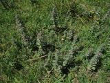 Teucrium scordioides