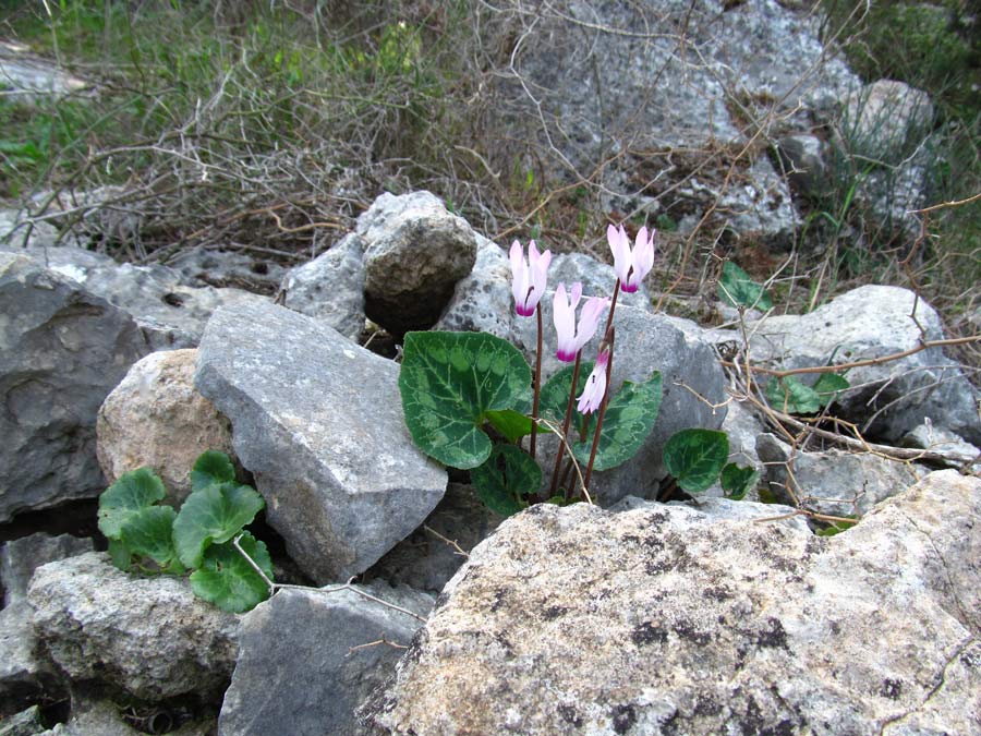 Image of Cyclamen persicum specimen.