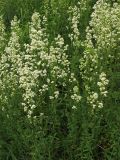 Galium boreale. Цветущие растения. Украина, Львов, луговой склон южной экспозиции. 30 мая 2009 г.