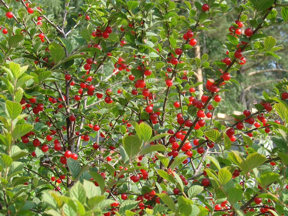 Изображение особи Cerasus tomentosa.