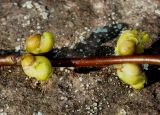Lindera benzoin