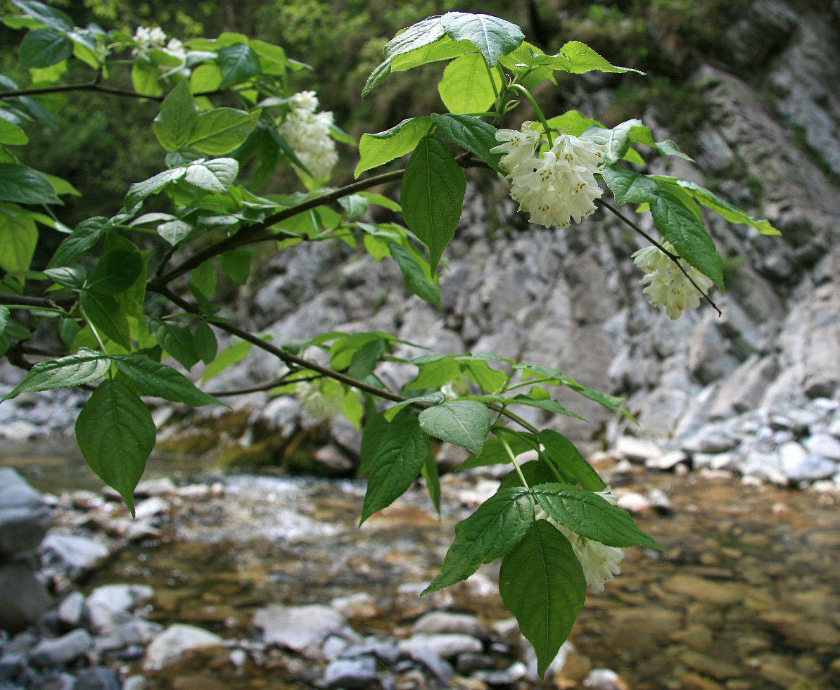 Изображение особи Staphylea colchica.