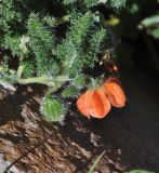 genus Caiophora. Побег с цветком. Перу, озеро Титикака, остров Амантани. Март 2014 г.