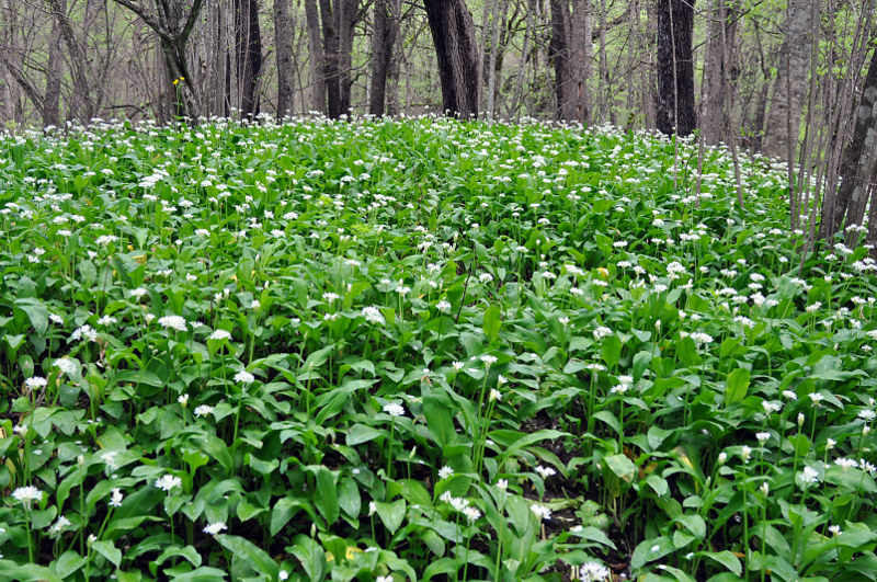 Изображение особи Allium ursinum.