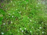 Stellaria longifolia