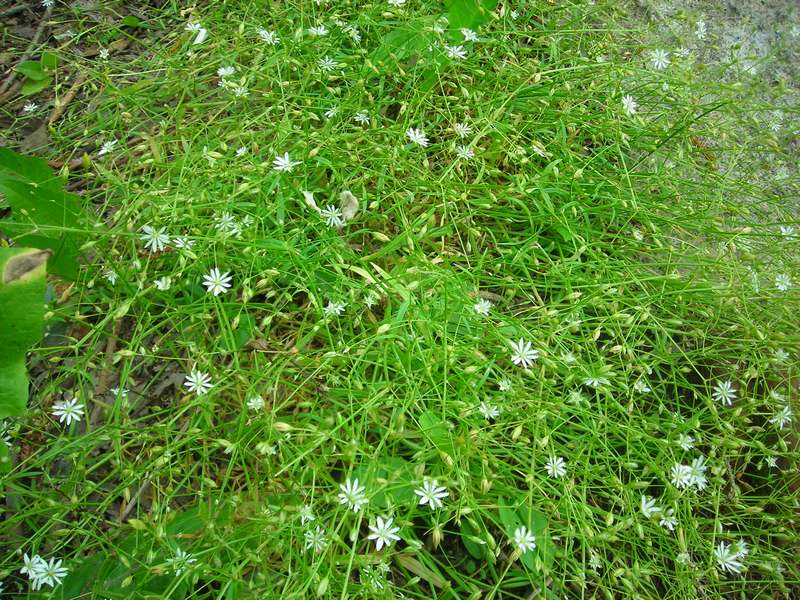 Image of Stellaria longifolia specimen.