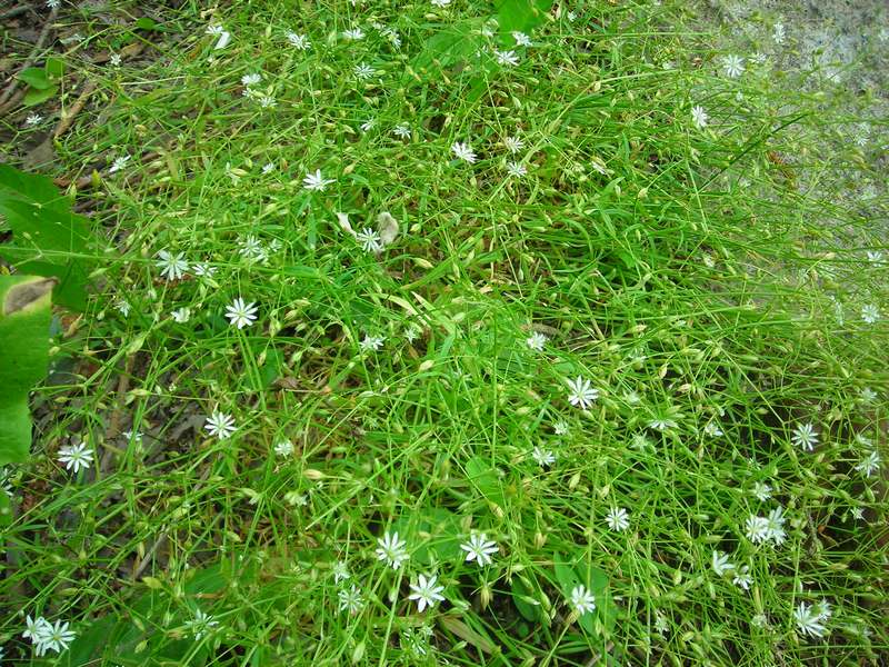 Изображение особи Stellaria longifolia.