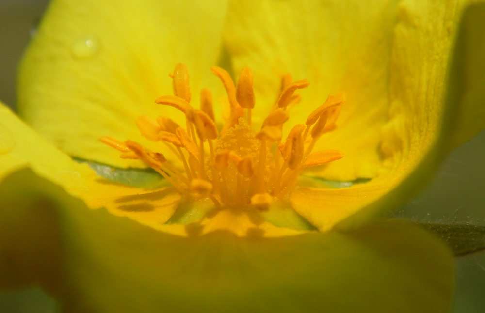 Изображение особи Potentilla recta ssp. pilosa.
