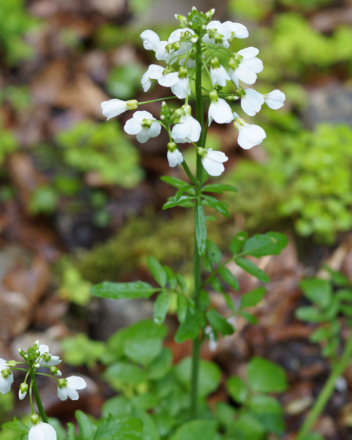 Изображение особи Cardamine tenera.