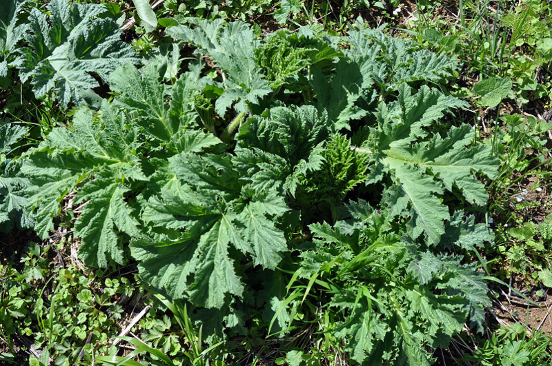 Image of genus Heracleum specimen.