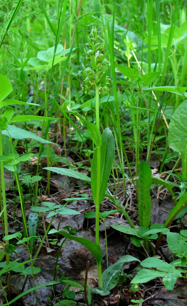 Image of Dactylorhiza viridis specimen.