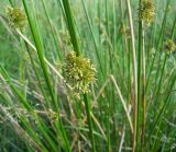 Juncus effusus. Соцветия. Курская обл., Поныровский р-н, с. Ольховатка. 12 июня 2007 г.