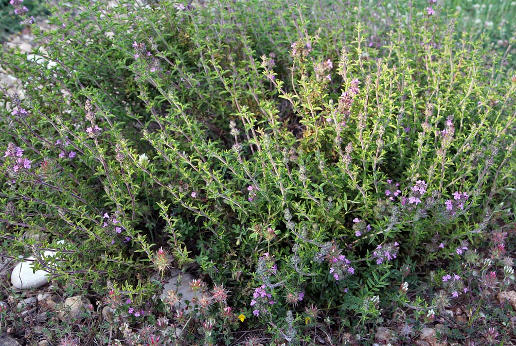 Image of Thymus comptus specimen.