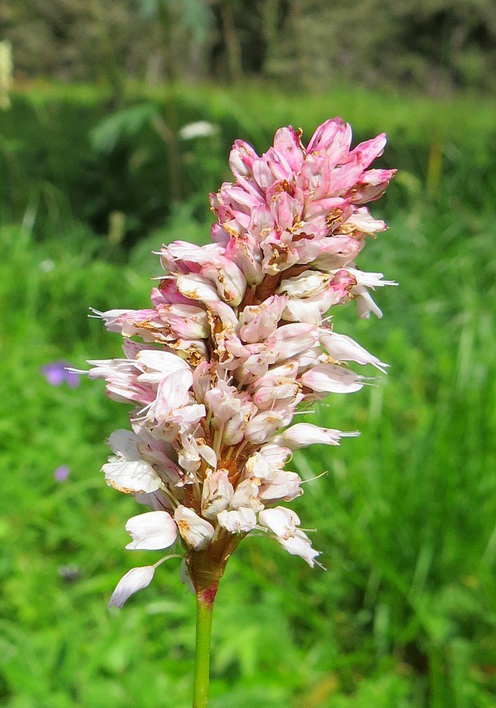 Image of Bistorta officinalis specimen.