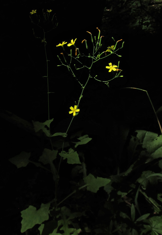 Image of Mycelis muralis specimen.