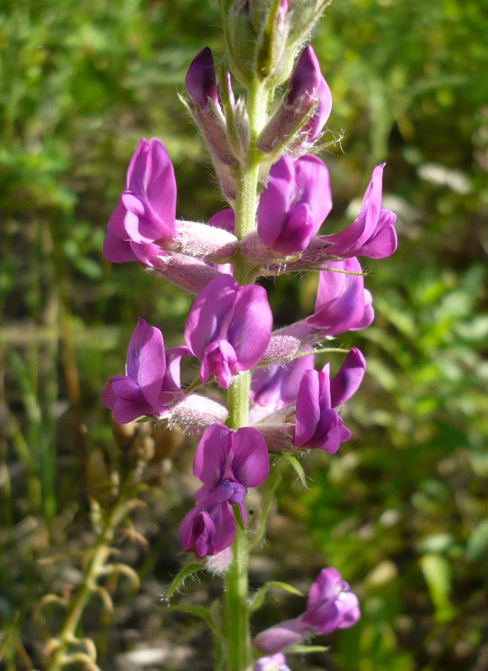 Изображение особи Oxytropis campanulata.