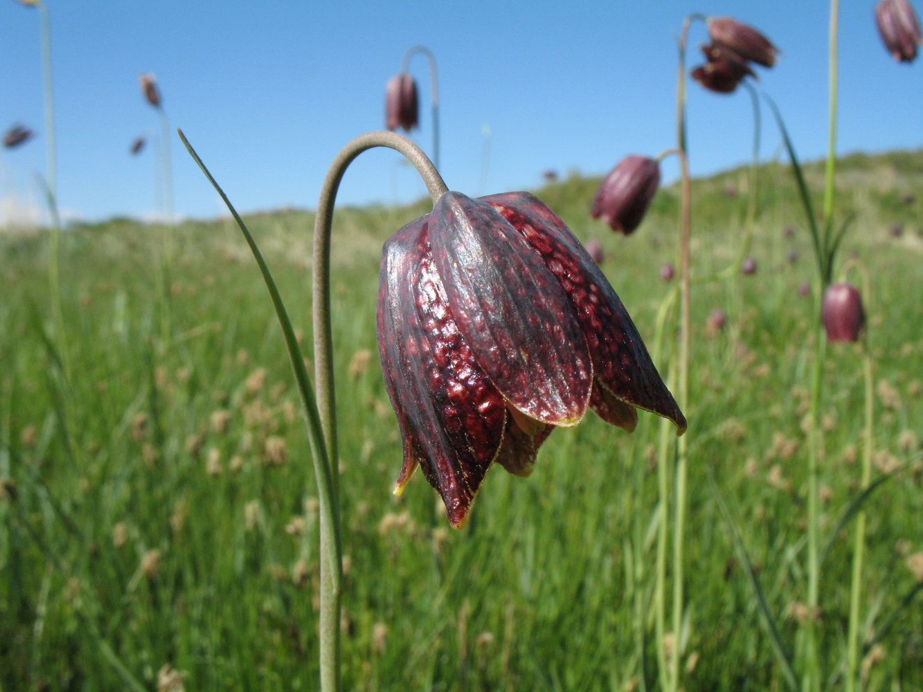 Изображение особи Fritillaria meleagroides.