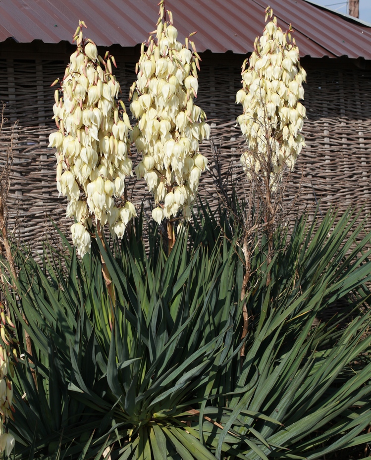 Image of Yucca gloriosa specimen.