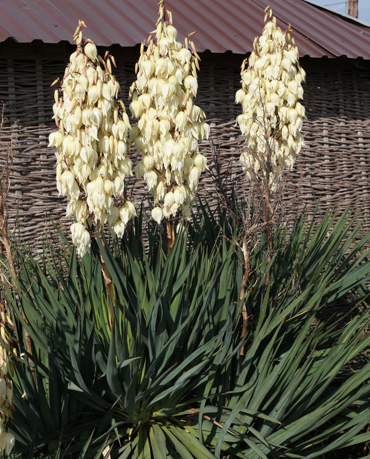 Изображение особи Yucca gloriosa.