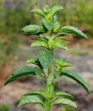 Mentha pulegium