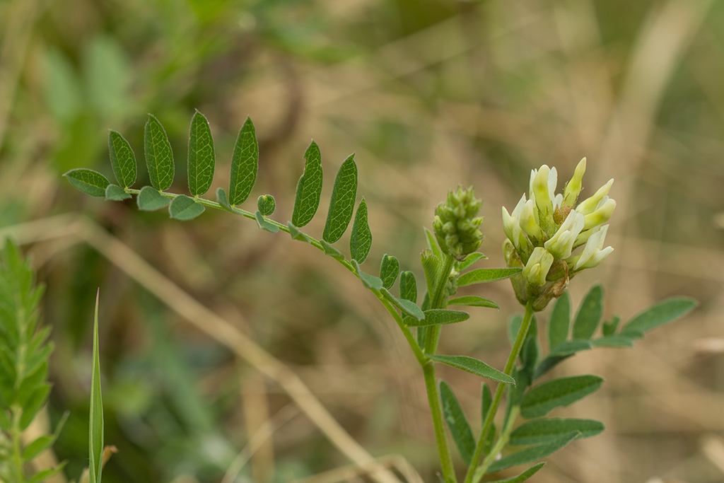 Изображение особи Astragalus cicer.