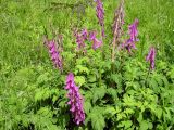 Corydalis macrantha